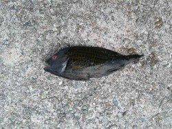 洲本　ちょい投げでキス狙いもベラ主体の釣果