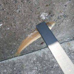 洲本　ちょい投げでキス狙いもベラ主体の釣果