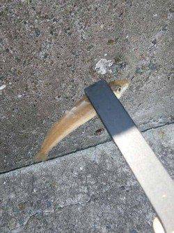 洲本　ちょい投げでキス狙いもベラ主体の釣果