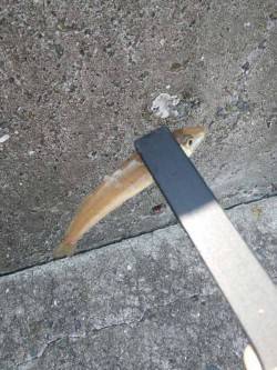 洲本　ちょい投げでキス狙いもベラ主体の釣果…