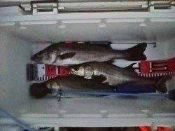 一時間半のエビ撒き釣りでハネ＆セイゴ