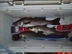 一時間半のエビ撒き釣りでハネ＆セイゴ