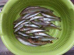 須磨で投げキス　朝から夕方まで場所を変えながら二桁釣果