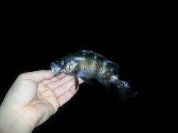 表層でまさかのブルーバック(^-^)　淡路・仮屋周辺でアジング