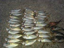 表層でまさかのブルーバック(^-^)　淡路・仮屋周辺でアジング