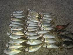 表層でまさかのブルーバック(^-^)　淡路…