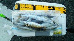 谷川漁港アジングは豆サイズばかり、朝方にはカマスも