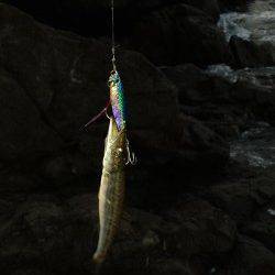 小浦にてジグでカマス狙い〜アタリ多く楽しめました♪