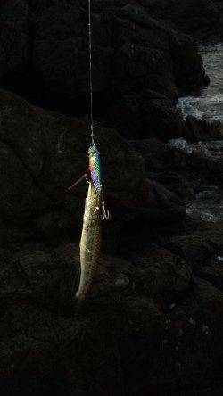 小浦にてジグでカマス狙い〜アタリ多く楽しめました♪