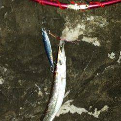 小浦にてジグでカマス狙い〜アタリ多く楽しめました♪