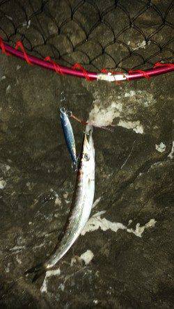 小浦にてジグでカマス狙い〜アタリ多く楽しめました♪