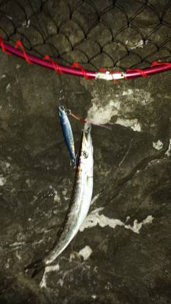 小浦にてジグでカマス狙い〜アタリ多く楽しめ…