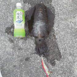 エギング朝まづめ狙い！HITカラーはマーブル