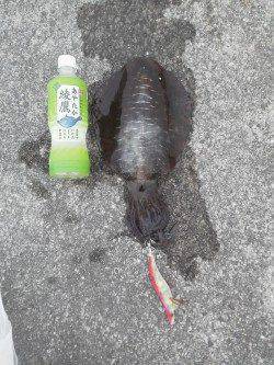 エギング朝まづめ狙い！HITカラーはマーブル