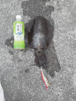 エギング朝まづめ狙い！HITカラーはマーブ…