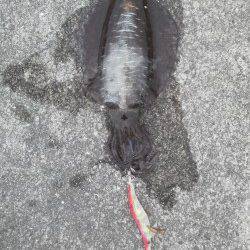 エギング朝まづめ狙い！HITカラーはマーブル