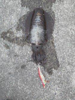 エギング朝まづめ狙い！HITカラーはマーブル