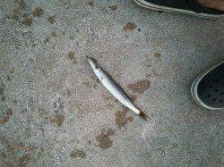 洲本　本命シーバスは外れカマスがヒット