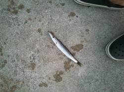 洲本　本命シーバスは外れカマスがヒット