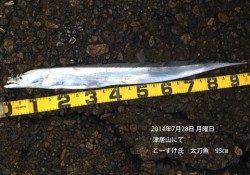 円山川、津居山にてシーバスとタチウオをゲット