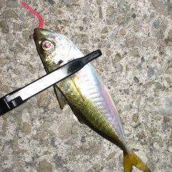 岩屋　深夜のアジング釣行でアジ〜22cm
