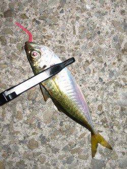 岩屋　深夜のアジング釣行でアジ〜22cm
