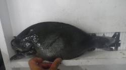 田辺市天神崎で夜釣り　フカセでグレ42cm…