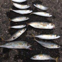 須磨一文字でアジング、大半がサバでした