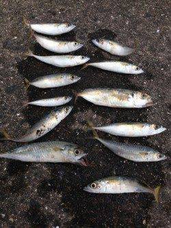 須磨一文字でアジング、大半がサバでした