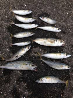 須磨一文字でアジング、大半がサバでした