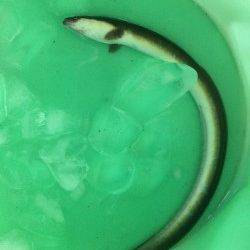 紀ノ川河口　雨後狙いのぶっこみ釣りでウナギ狙い