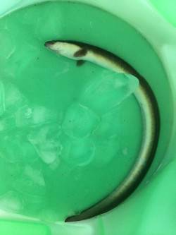 紀ノ川河口　雨後狙いのぶっこみ釣りでウナギ…