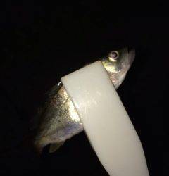 岸和田にてライトゲームでキビレとセイゴの釣果