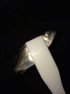 岸和田にてライトゲームでキビレとセイゴの釣果