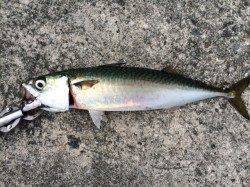 武庫川で早朝ジグサビキ！40cmを2匹