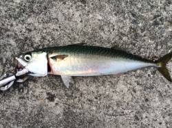 武庫川で早朝ジグサビキ！40cmを2匹