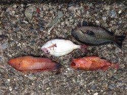 磯にわたってのフカセ釣り　アタリ多く楽しめました