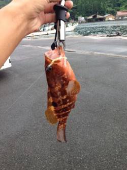 根魚狙いで伊根漁港へ〜アコウ29cm&am…