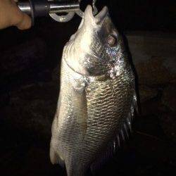 淀川河口周辺チニング　最後に大きなアタリでキビレ47cm