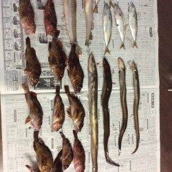 都志にて投げ釣り&探り釣り〜キス・アナゴ・ガシラなど