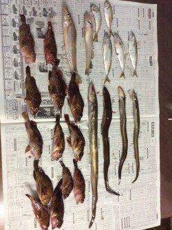都志にて投げ釣り&探り釣り〜キス・アナゴ・ガシラなど