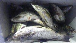 串本萩尾半夜でイサギ30cm前後を36枚、30cm後半の良型混じり