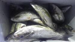 串本萩尾半夜でイサギ30cm前後を36枚、…