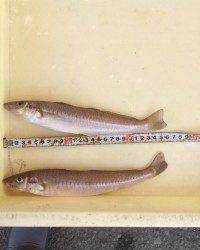 マリーナシティ海釣り公園　びっくり良型キスの釣果