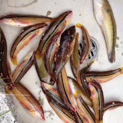 平磯にて今日はとにかくベラ祭り〜楽しめたんでよかったです(^O^)／