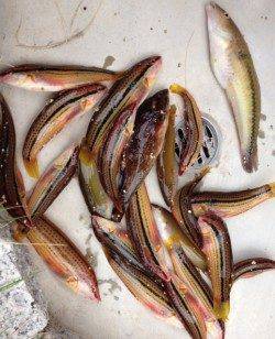 平磯にて今日はとにかくベラ祭り〜楽しめたんでよかったです(^O^)／