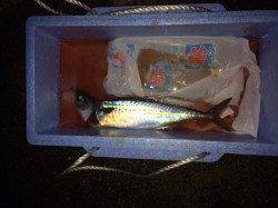 アジュール舞子は大サバ狙いの釣り人で大賑わい