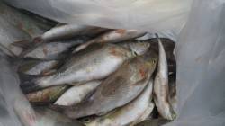 イサキ32～38cm54匹！！富田のイサギ…