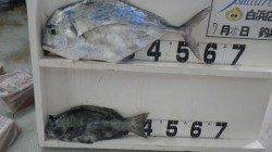 白浜周辺エビ撒き釣り★イトヒキアジ60cm&グレ40cm★