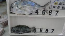 白浜周辺エビ撒き釣り★イトヒキアジ60cm…